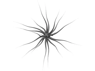 Neuron 3D Model