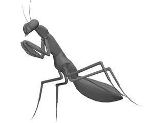 Praying Mantis 3D Model