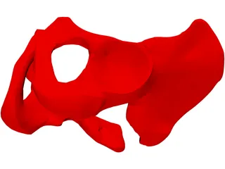 Pelvis Male 3D Model