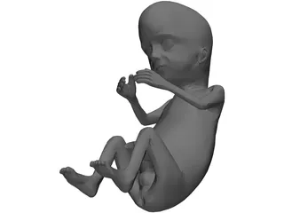 Fetus 12-Week 3D Model