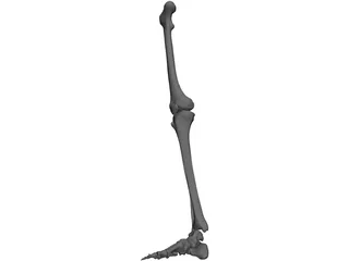 Leg Bone Female Right 3D Model