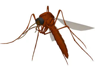 Mosquito 3D Model