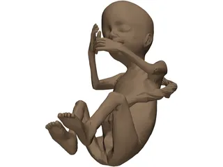 Fetus 3D Model