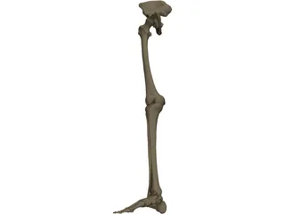 Leg Bone Right 3D Model