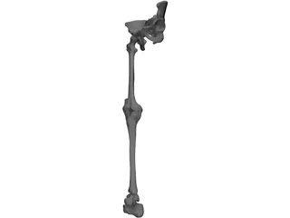Leg Bone, Knee Joint and Pelvis 3D Model
