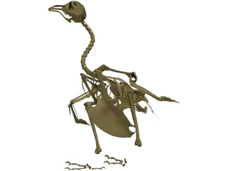 Pigeon Skeleton 3D Model