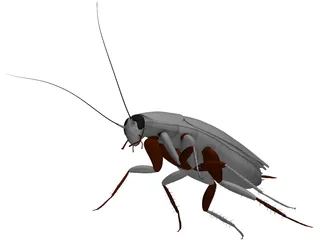 Cockroach 3D Model