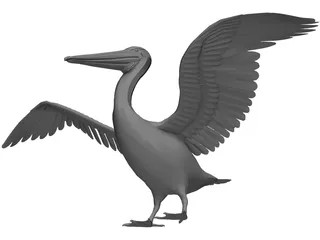 Pelican 3D Model