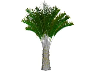 Butia Capitata 3D Model