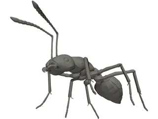 Ant 3D Model