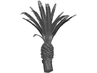 Phoenix Canariensis 3D Model