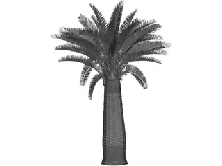 Jubaea Chilensis 3D Model