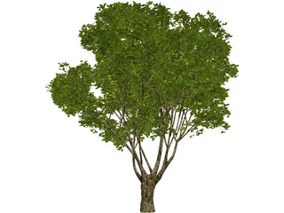 Garden Tree 3D Model