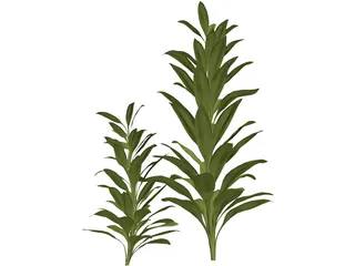 Cordylinea Glauca 3D Model