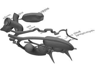 Frog Male Anatomy 3D Model