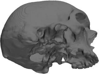 Skull 3D Model