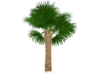 Windmil Palm 3D Model