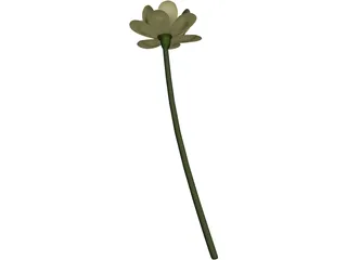 Lotus Flower (Nelumbo Lutea) 3D Model