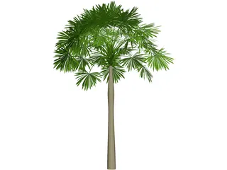 Sabal Palmetto 3D Model