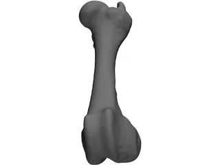 Porcine Femur 3D Model