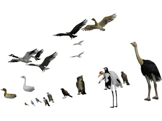 Birds Collection 3D Model