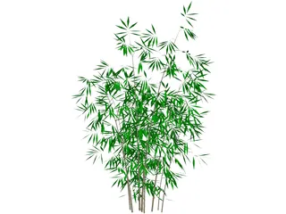 Bamboo 3D Model