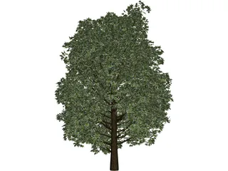 Maple Tree 3D Model