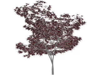 Japanese Maple Tree 3D Model