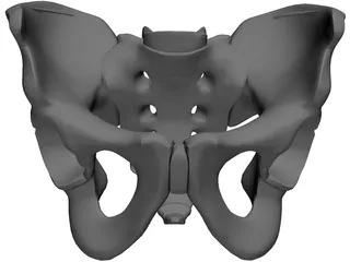 Pelvis and Sacrum 3D Model