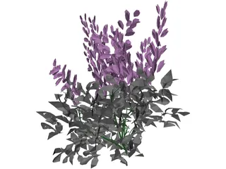 Astilbe Chinensis 3D Model