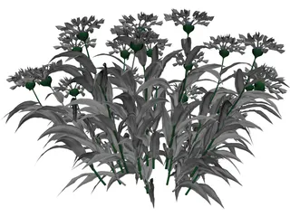 Centaurea Montana 3D Model