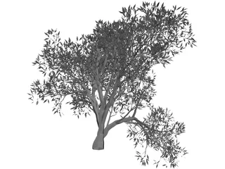 Olive Tree 3D Model