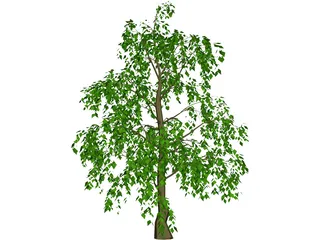 Tree 3D Model