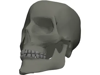 Skull 3D Model