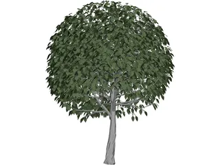 Tree 3D Model