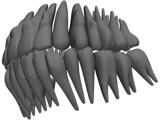 Teeth 3D Model