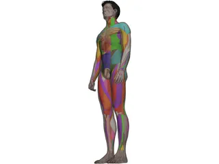 Human Male Complete Anatomy 3D Model