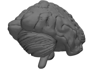 Brain 3D Model