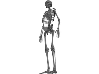 Skeleton Human Male 3D Model