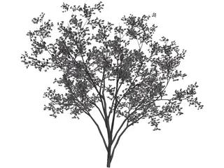 Cercis Siliquastrum Tree 3D Model