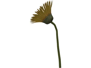 Sunflower 3D Model