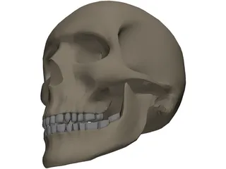 Skull Male 3D Model