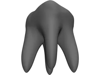 Tooth 3D Model