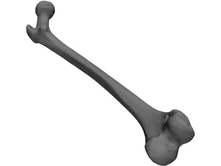 Femur Bone 3D Model