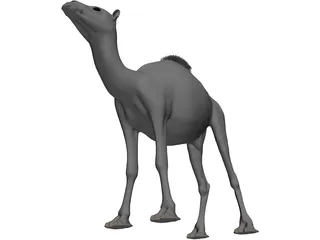 Camel 3D Model