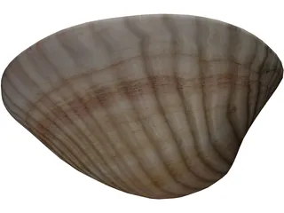 Sea Shell 3D Model