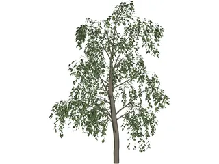 Birch Tree 3D Model