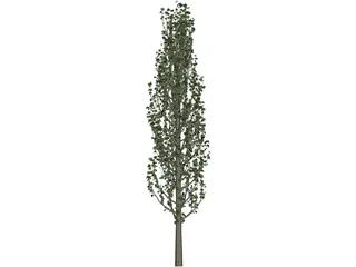 Cypress Tree 3D Model