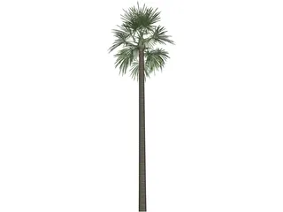 Tree Palm Fan 3D Model