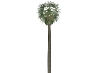 Tree Palm Washingtonia 3D Model
